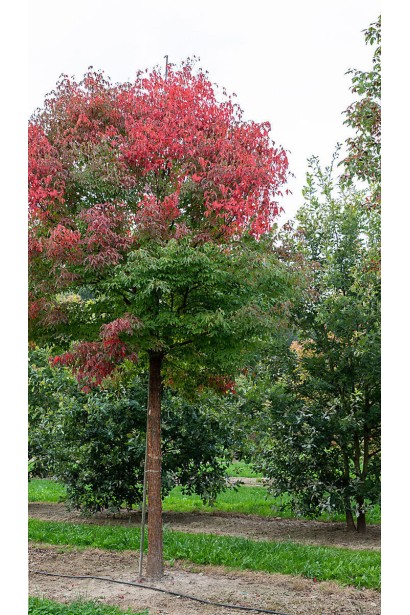 Восени клен сірий набуває яскравого червоного кольору